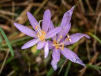 Zwei geöffnete Herbstzeitlosen Blüten untereinander